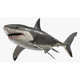 Great White Shark Rigged 3D